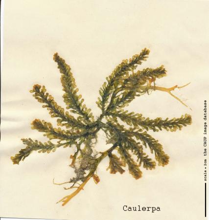 Caulerpa racemosa.jpg